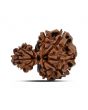 Garbh Gauri Rudraksha Nepal (GJSPC Certfied) 27.07 M.M.