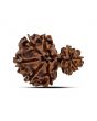 Garbh Gauri Rudraksha Nepal (GJSPC Certfied) 27.07 M.M.