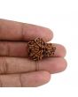 Garbh Gauri Rudraksha Nepal (GJSPC Certfied) 27.07 M.M.