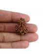 Garbh Gauri Rudraksha Nepal (GJSPC Certfied) 27.07 M.M.