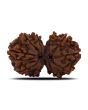 Natural 10 Mukhi (Ten Mukhi) Gauri Shankar Rudraksha (Nepal) GJSPC Certified 30.68 M.M.