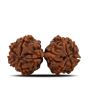 Natural 10 Mukhi (Ten Mukhi) Gauri Shankar Rudraksha (Nepal) GJSPC Certified 33.58 M.M.