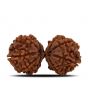 Natural 10 Mukhi (Ten Mukhi) Gauri Shankar Rudraksha (Nepal) GJSPC Certified 33.58 M.M.