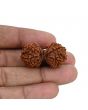 Natural 10 Mukhi (Ten Mukhi) Gauri Shankar Rudraksha (Nepal) GJSPC Certified 33.58 M.M.