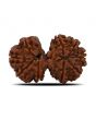 Natural 9 Mukhi (Nine Mukhi) Gauri Shankar Rudraksha (Nepal) GJSPC Certified 30.11 M.M.