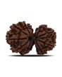 Natural 11 Mukhi (Elevan Mukhi) Gauri Shankar Rudraksha (Nepal) GJSPC Certified 30.88 M.M.
