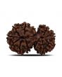 Natural 11 Mukhi (Elevan Mukhi) Gauri Shankar Rudraksha (Nepal) GJSPC Certified 30.88 M.M.