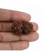 Natural 11 Mukhi (Elevan Mukhi) Gauri Shankar Rudraksha (Nepal) GJSPC Certified 30.88 M.M.
