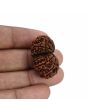 Natural 11 Mukhi (Elevan Mukhi) Gauri Shankar Rudraksha (Nepal) GJSPC Certified 30.88 M.M.