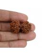 Natural 10 Mukhi (Ten Mukhi) Gauri Shankar Rudraksha (Nepal) GJSPC Certified 31.99 M.M.