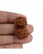 Natural 10 Mukhi (Ten Mukhi) Gauri Shankar Rudraksha (Nepal) GJSPC Certified 31.99 M.M.