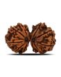 Natural 11 Mukhi (Elevan Mukhi) Gauri Shankar Rudraksha (Nepal) GJSPC Certified 32.11 M.M.