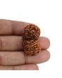 Natural 11 Mukhi (Elevan Mukhi) Gauri Shankar Rudraksha (Nepal) GJSPC Certified 32.11 M.M.