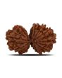 Natural 10 Mukhi (Ten Mukhi) Gauri Shankar Rudraksha (Nepal) GJSPC Certified 32.65 M.M.