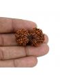 Natural 10 Mukhi (Ten Mukhi) Gauri Shankar Rudraksha (Nepal) GJSPC Certified 32.84 M.M.