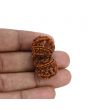 Natural 10 Mukhi (Ten Mukhi) Gauri Shankar Rudraksha (Nepal) GJSPC Certified 32.84 M.M.
