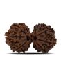 Natural 10 Mukhi (Ten Mukhi) Gauri Shankar Rudraksha (Nepal) GJSPC Certified 33.82 M.M.