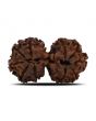Natural 10 Mukhi (Ten Mukhi) Gauri Shankar Rudraksha (Nepal) GJSPC Certified 33.82 M.M.