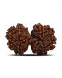 Natural 9 Mukhi (Nine Mukhi) Gauri Shankar Rudraksha (Nepal) GJSPC Certified 31.14 M.M.