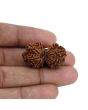 Natural 9 Mukhi (Nine Mukhi) Gauri Shankar Rudraksha (Nepal) GJSPC Certified 31.14 M.M.