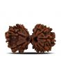Natural 10 Mukhi (Ten Mukhi) Gauri Shankar Rudraksha (Nepal) GJSPC Certified 34.55 M.M.
