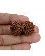 Natural 10 Mukhi (Ten Mukhi) Gauri Shankar Rudraksha (Nepal) GJSPC Certified 34.55 M.M.
