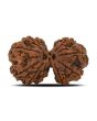 Natural 10 Mukhi (Ten Mukhi) Gauri Shankar Rudraksha (Nepal) GJSPC Certified 31.85 M.M.