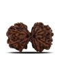 Natural 8 Mukhi (Eight Mukhi) Gauri Shankar Rudraksha (Nepal) GJSPC Certified 31.23 M.M.
