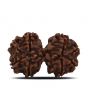 Natural 8 Mukhi (Eight Mukhi) Gauri Shankar Rudraksha (Nepal) GJSPC Certified 31.23 M.M.