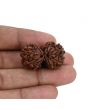 Natural 8 Mukhi (Eight Mukhi) Gauri Shankar Rudraksha (Nepal) GJSPC Certified 31.23 M.M.