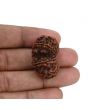 Natural 8 Mukhi (Eight Mukhi) Gauri Shankar Rudraksha (Nepal) GJSPC Certified 31.23 M.M.