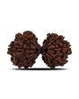 Natural 10 Mukhi (Ten Mukhi) Gauri Shankar Rudraksha (Nepal) GJSPC Certified 32.92 M.M.