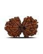 Natural 11 Mukhi (Elevan Mukhi) Gauri Shankar Rudraksha (Nepal) GJSPC Certified 28.41 M.M.