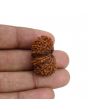 Natural 11 Mukhi (Elevan Mukhi) Gauri Shankar Rudraksha (Nepal) GJSPC Certified 28.41 M.M.