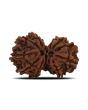 Natural 12 Mukhi (Twelve Mukhi) Gauri Shankar Rudraksha (Nepal) GJSPC Certified 29.92 M.M.