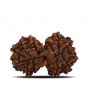 Natural 12 Mukhi (Twelve Mukhi) Gauri Shankar Rudraksha (Nepal) GJSPC Certified 29.92 M.M.