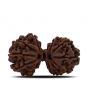 Natural 11 Mukhi (Elevan Mukhi) Gauri Shankar Rudraksha (Nepal) GJSPC Certified 35.02 M.M.
