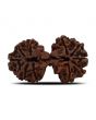 Natural 11 Mukhi (Elevan Mukhi) Gauri Shankar Rudraksha (Nepal) GJSPC Certified 35.02 M.M.