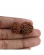 Natural 10 Mukhi (Ten Mukhi) Gauri Shankar Rudraksha (Nepal) GJSPC Certified 34.13 M.M.