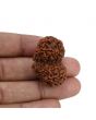 Natural 10 Mukhi (Ten Mukhi) Gauri Shankar Rudraksha (Nepal) GJSPC Certified 34.13 M.M.