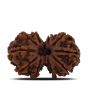 Natural 10 Mukhi (Ten Mukhi) Gauri Shankar Rudraksha (Nepal) GJSPC Certified 30.16 M.M.