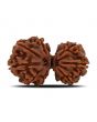Natural 8 Mukhi (Eight Mukhi) Gauri Shankar Rudraksha (Nepal) GJSPC Certified 32.16 M.M.