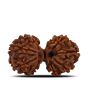 Natural 9 Mukhi (Nine Mukhi) Gauri Shankar Rudraksha (Nepal) GJSPC Certified 33.34 M.M.