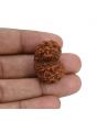 Natural 8 Mukhi (Eight Mukhi) Gauri Shankar Rudraksha (Nepal) GJSPC Certified 27.47 M.M.