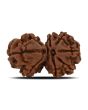 Natural 8 Mukhi (Eight Mukhi) Gauri Shankar Rudraksha (Nepal) GJSPC Certified 28.6 M.M.
