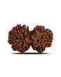 Natural 8 Mukhi (Eight Mukhi) Gauri Shankar Rudraksha (Nepal) GJSPC Certified 28.6 M.M.