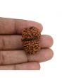 Natural 8 Mukhi (Eight Mukhi) Gauri Shankar Rudraksha (Nepal) GJSPC Certified 28.6 M.M.