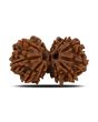 Natural 11 Mukhi (Elevan Mukhi) Gauri Shankar Rudraksha (Nepal) GJSPC Certified 30.25 M.M.