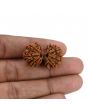 Natural 11 Mukhi (Elevan Mukhi) Gauri Shankar Rudraksha (Nepal) GJSPC Certified 30.25 M.M.