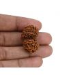 Natural 11 Mukhi (Elevan Mukhi) Gauri Shankar Rudraksha (Nepal) GJSPC Certified 30.25 M.M.